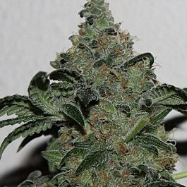 Gage Green Seeds Holy Stic Regular