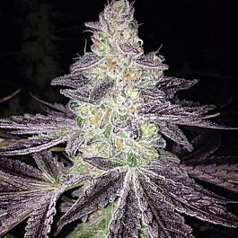 Gage Green Seeds Mendo Breath F2 Regular