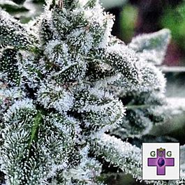 Gage Green Seeds Talisman Regular