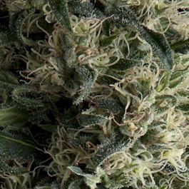 Pyramid Seeds Auto Galaxy Feminized