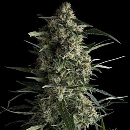 Pyramid Seeds Galaxy Feminized