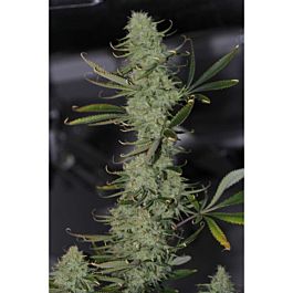 TGA SubCool Genetics Galactic Jack Regular