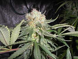Flash Auto-Flowering Seeds Kush Van Stitch Autoflowering Feminized