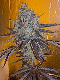 Cali Connection Original Sour Diesel Feminized