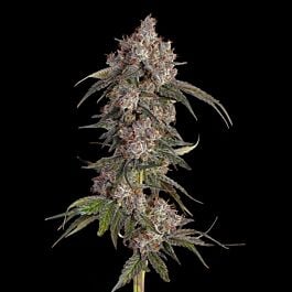 Game Over Feminized - Happy Valley Genetics