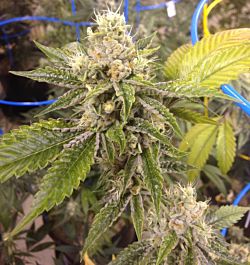 Loud Seeds Ganja Farmer OG Feminized