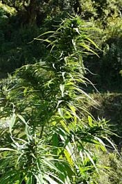 The Real Seed Company Garhwali Jungli Regular