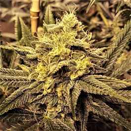 Garden Ablaze Seeds Nana Pie Regular