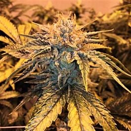 Garden Ablaze Seeds Twizzler Regular