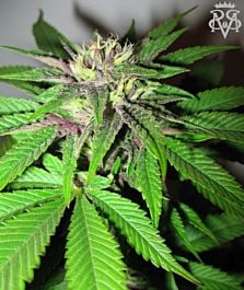 SICK MEDS Green Crack Feminized