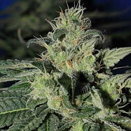 Gage Green Seeds Grateful Chem Regular