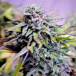 Grand Daddy Purp Genetics Grand Daddy Purple Feminized