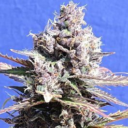 Original Sensible Seeds Gelato Feminized