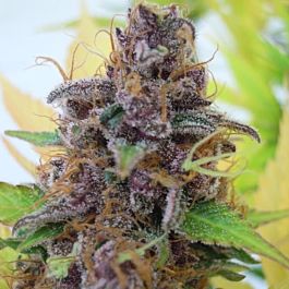 Original Sensible Seeds Gelato Auto Feminized