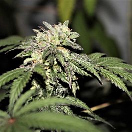 Purple Caper Seeds Gelato BX Regular