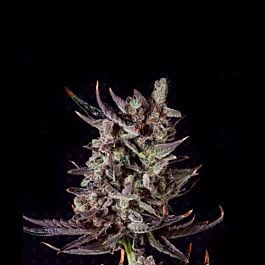 Genofarm Purple Haze Auto Feminized