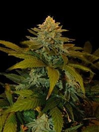 Genhetik Zuri Widow Regular