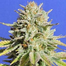 Original Sensible Seeds GG 4 Feminized