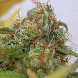 Original Sensible Seeds GG 4 Auto Feminized