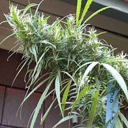 Gage Green Seeds Colombian Black Bastards Regular