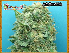 Dr Krippling Grand Heft Auto Feminized
