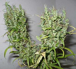 CannaBioGen Ghana Regular