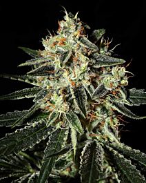 Green House Company Cheese Feminised