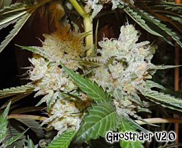 Karma Genetics Ghostrider V2.0 Regular