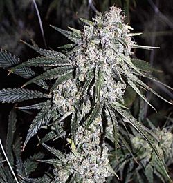 Rare Dankness Seeds Ghost Train Haze #8 Regular