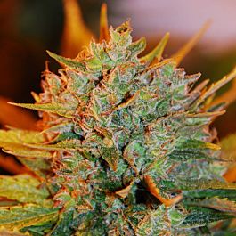 G13 Labs Gigabud Auto Feminized