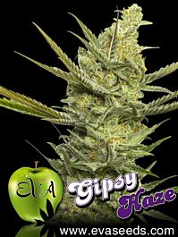 EVA Female Seeds Gipsy Haze Feminized