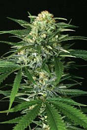 Exotic Seed Gipsy Widow Feminized