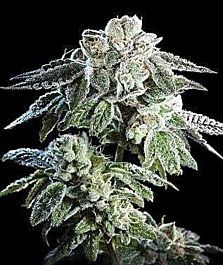 Burning Bush Nurseries Girl Scout Cookie Feminized