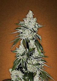 FastBuds Seeds Girl Scout Cookies Auto Feminized