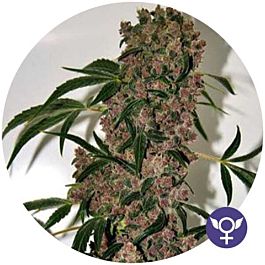 The Bulldog Seeds Girl Scout Cookies Extreme Feminized