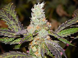 Purple Caper Seeds Girl Scout Cookie F2 Regular