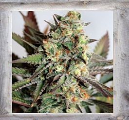 Garden of Green Girl Scout Cookies Feminized