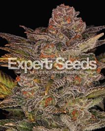 Expert Seeds Glueberry Auto Feminized