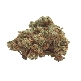 Top Shelf Elite Glue Dream Feminized