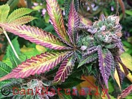 Freedom of Seeds Godberry Regular
