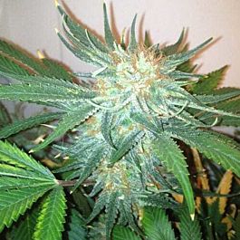 Jordan Of The Islands God Bud Regular