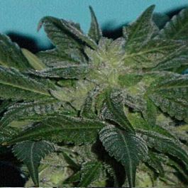 Jordan Of The Islands God's Lemon Skunk Regular