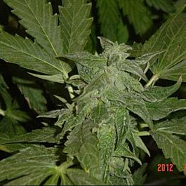 Jordan Of The Islands God's White Lightning Regular