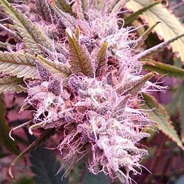 Dankonomics Genetics Goji Dawg Regular