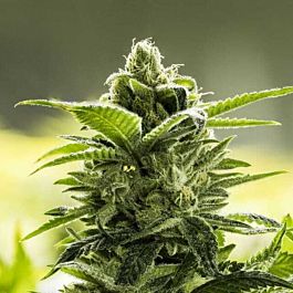 Moxie Seeds Goji Valley Kush Regular