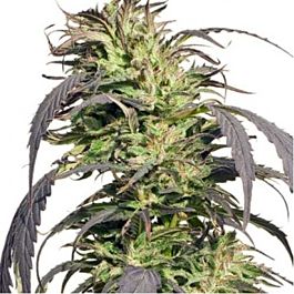 Spliff Seeds Gold Rush Outdoor Feminized