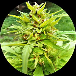 Top Tao Seeds Golden Cannary Auto Regular