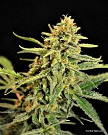 Norstar Genetics Golden Child Regular