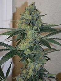 Bodhi Seeds Golden Triangle Regular