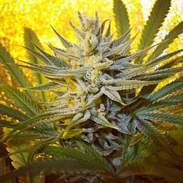 Gage Green Seeds Golden Gage Regular